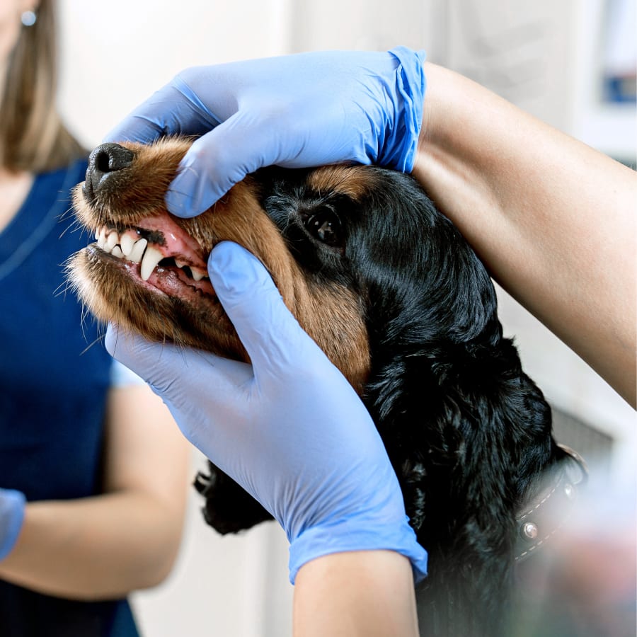 Pet Dental Care for Cats and Dogs in Rochester