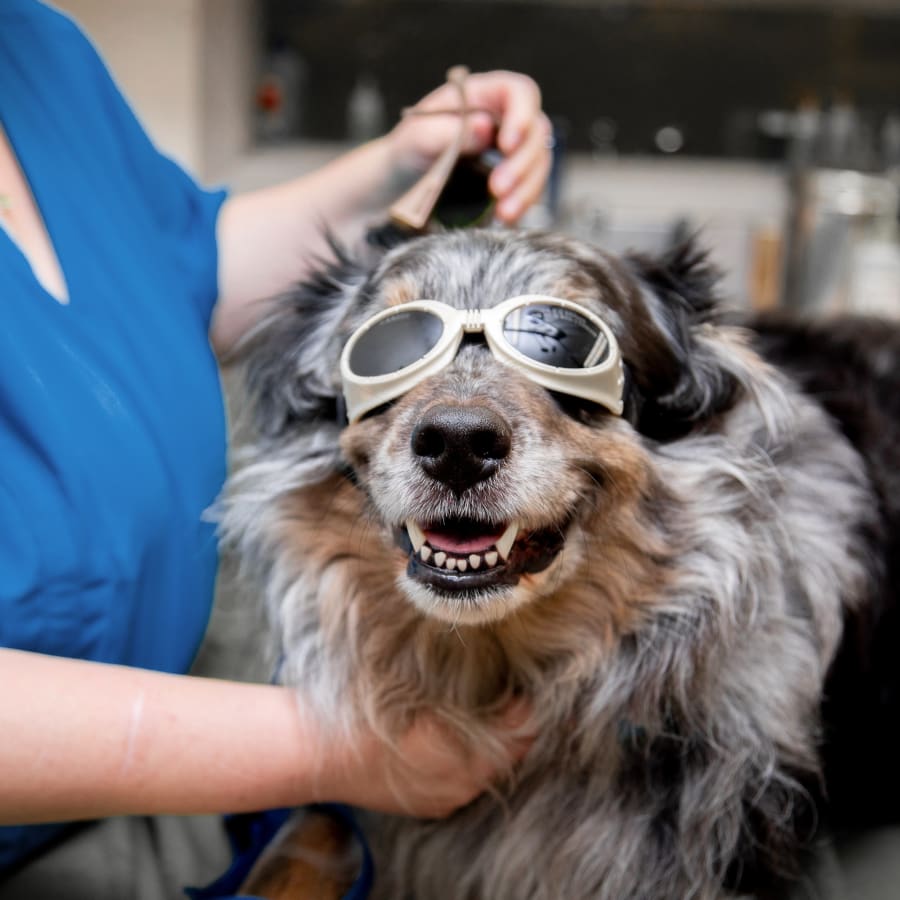 Cold Laser Therapy for Cats and Dogs in Rochester