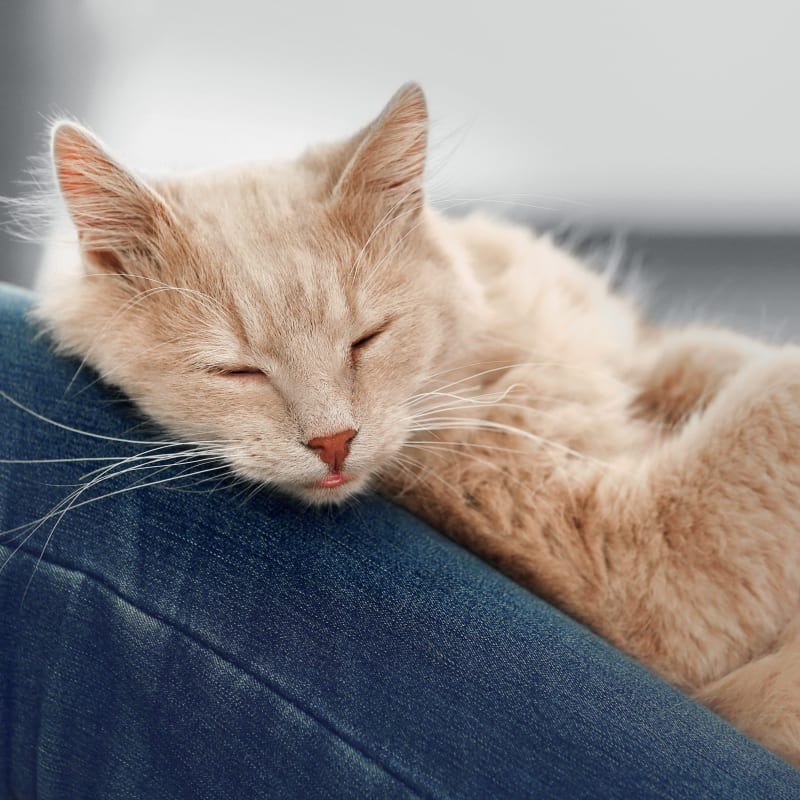 Veterinary Surgery in Rochester Vet